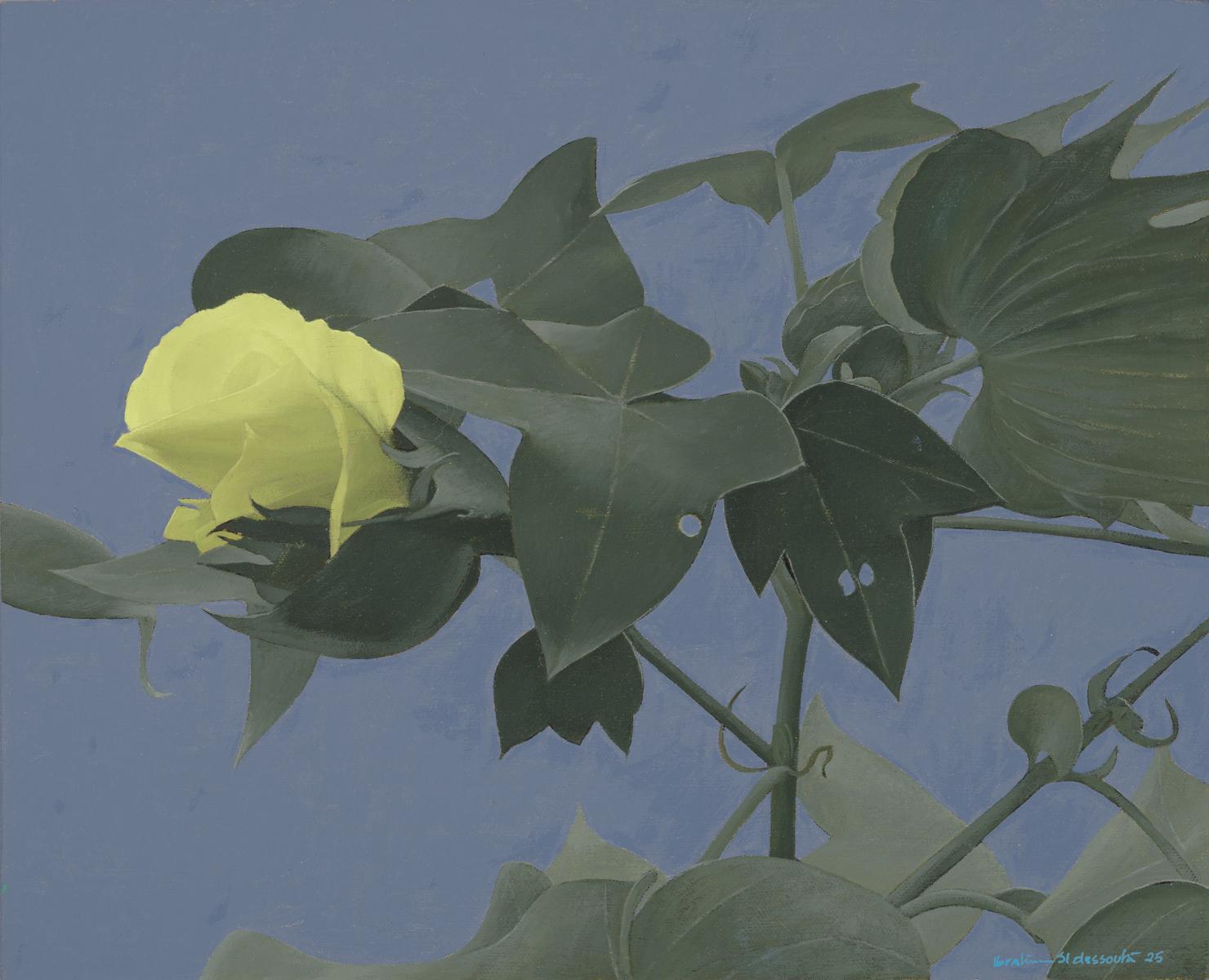 The Cotton Flower, 2025 — Oil on canvas.
